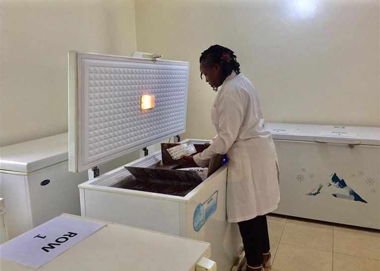 Cold room storage of seed Image